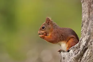 Lauvsnes: Red Squirrel