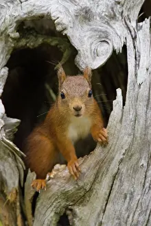Trndelag: Red Squirrel