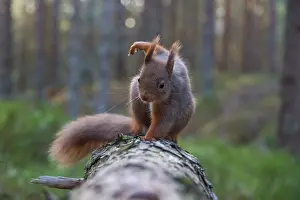 Caledonian: Red Squirrel