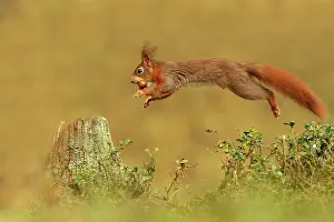 Hazelnut: Red Squirrel