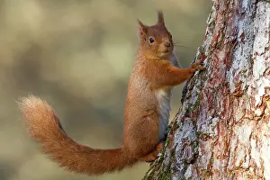 Caledonian: Red Squirrel