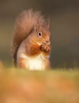 Hazelnut: Red Squirrel
