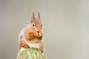 Hazelnut: Red Squirrel