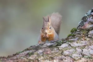 Hazelnut: Red Squirrel