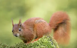 Sprintime: Red Squirrel