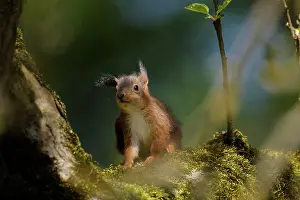 Voorst: Red Squirrel