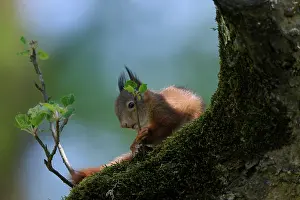 Voorst: Red Squirrel