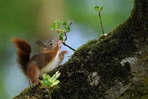 Voorst: Red Squirrel