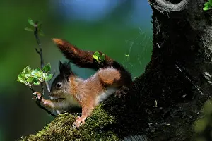 Voorst: Red Squirrel