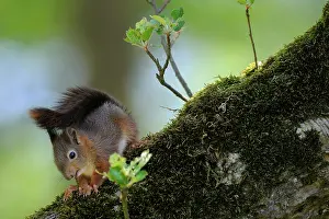 Voorst: Red Squirrel
