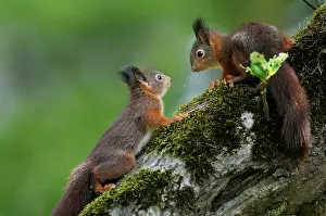 Red Squirrel