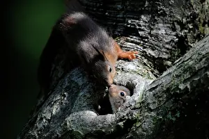 Voorst: Red Squirrel