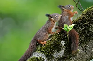 Voorst: Red Squirrel