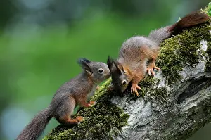 Voorst: Red Squirrel