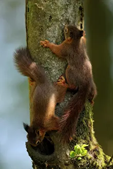 Voorst: Red Squirrel