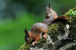 Voorst: Red Squirrel