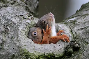 Crowded: Red Squirrel
