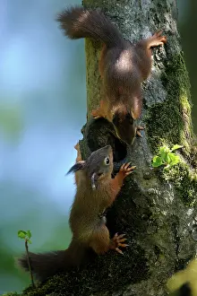 Voorst: Red Squirrel