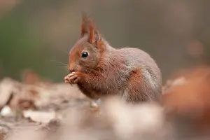 Goois: Red Squirrel