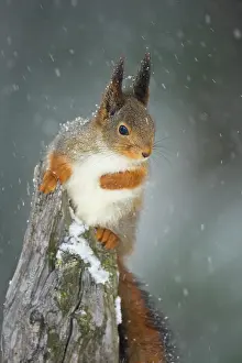 Flurry: Red Squirrel