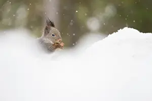 Kainuu: Red Squirrel