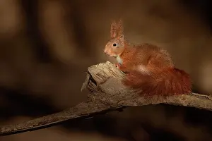 Sunray: Red Squirrel