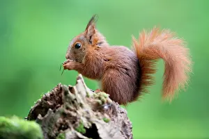 Omnivorous: Red Squirrel