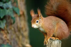 Tuft: Red Squirrel