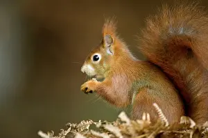 Tuft: Red Squirrel