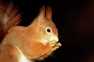 Tuft: Red Squirrel