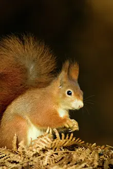 Veluwe: Red Squirrel