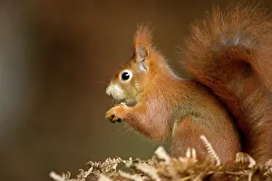 Ferns: Red Squirrel
