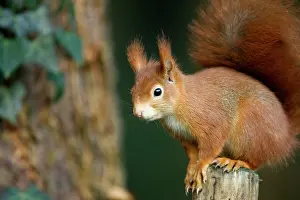 Fencepost: Red Squirrel