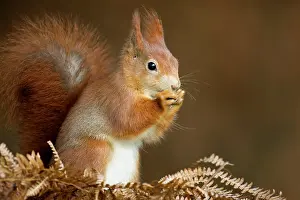 Ferns: Red Squirrel