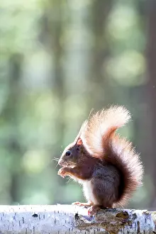 Belgium: Red Squirrel