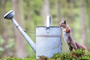 Watering: Red Squirrel