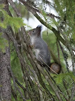 Kainuu: Red Squirrel