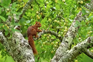 Rodentia: RED SQUIRREL