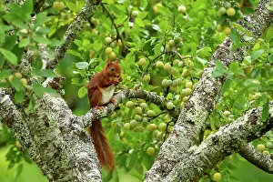 Rodentia: RED SQUIRREL