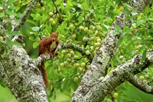 Rodentia: RED SQUIRREL