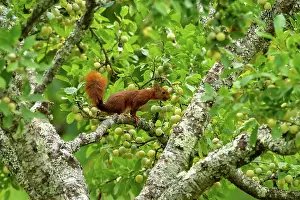 Rodentia: RED SQUIRREL