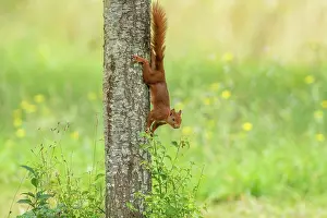 Rodentia: RED SQUIRREL
