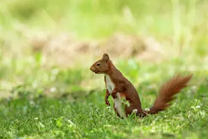 Rodentia: RED SQUIRREL