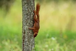 Rodentia: RED SQUIRREL