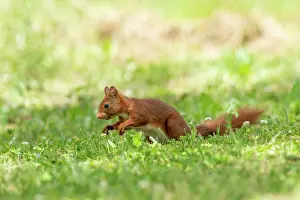 Rodentia: RED SQUIRREL