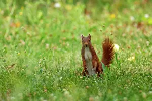 Rodentia: RED SQUIRREL