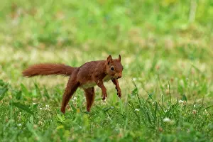 Rodentia: RED SQUIRREL