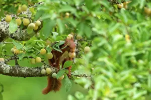 Rodentia: RED SQUIRREL