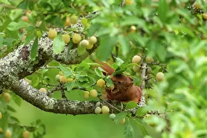 Rodentia: RED SQUIRREL