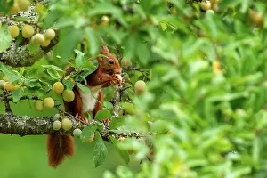 Rodentia: RED SQUIRREL